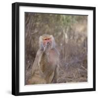 Hamadryas Baboon-DLILLC-Framed Photographic Print