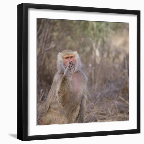 Hamadryas Baboon-DLILLC-Framed Photographic Print