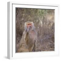 Hamadryas Baboon-DLILLC-Framed Photographic Print