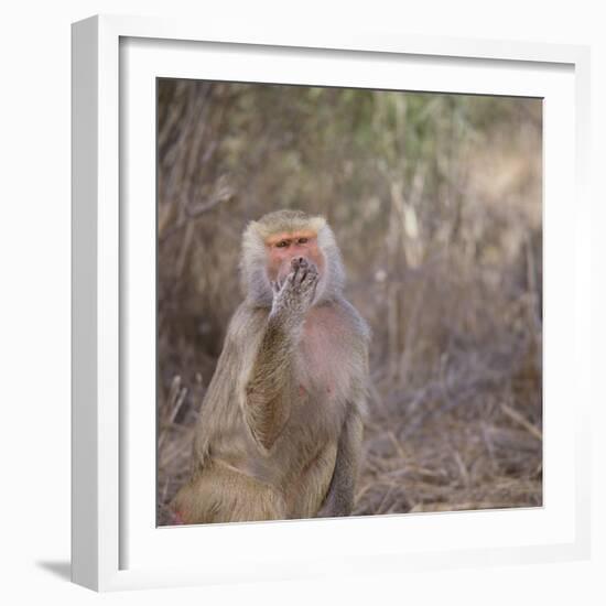 Hamadryas Baboon-DLILLC-Framed Photographic Print