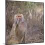 Hamadryas Baboon-DLILLC-Mounted Photographic Print