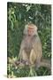 Hamadryas Baboon-DLILLC-Stretched Canvas