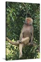 Hamadryas Baboon-DLILLC-Stretched Canvas