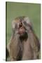 Hamadryas Baboon-DLILLC-Stretched Canvas