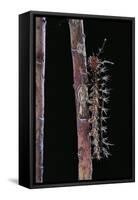 Hamadryas Februa (Gray Cracker Butterfly, Ferentina Calico) - Caterpillar-Paul Starosta-Framed Stretched Canvas