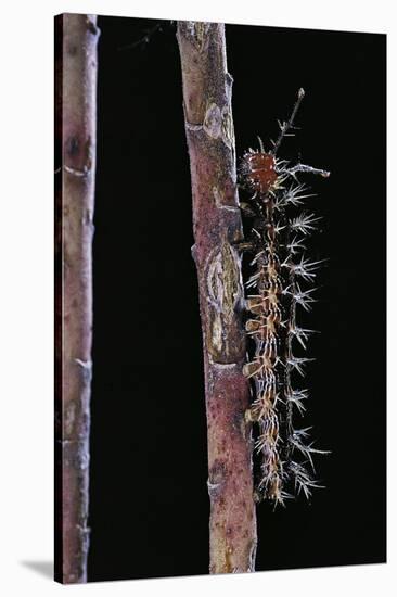 Hamadryas Februa (Gray Cracker Butterfly, Ferentina Calico) - Caterpillar-Paul Starosta-Stretched Canvas