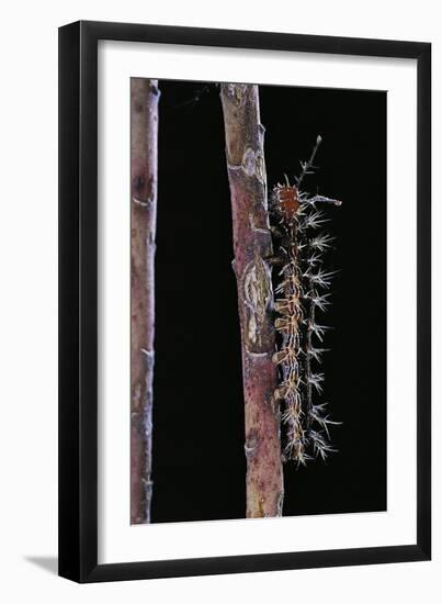 Hamadryas Februa (Gray Cracker Butterfly, Ferentina Calico) - Caterpillar-Paul Starosta-Framed Photographic Print