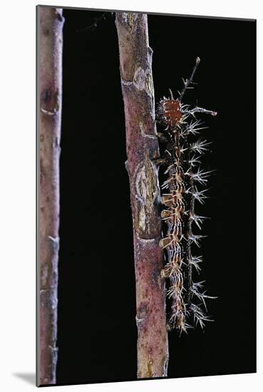 Hamadryas Februa (Gray Cracker Butterfly, Ferentina Calico) - Caterpillar-Paul Starosta-Mounted Photographic Print