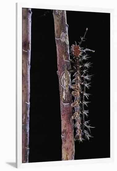 Hamadryas Februa (Gray Cracker Butterfly, Ferentina Calico) - Caterpillar-Paul Starosta-Framed Photographic Print