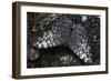 Hamadryas Februa (Gray Cracker Butterfly, Ferentina Calico)-Paul Starosta-Framed Photographic Print