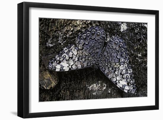 Hamadryas Februa (Gray Cracker Butterfly, Ferentina Calico)-Paul Starosta-Framed Photographic Print