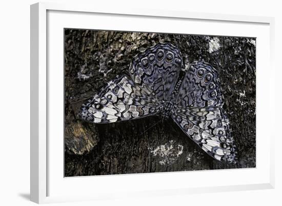 Hamadryas Februa (Gray Cracker Butterfly, Ferentina Calico)-Paul Starosta-Framed Photographic Print