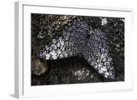 Hamadryas Februa (Gray Cracker Butterfly, Ferentina Calico)-Paul Starosta-Framed Photographic Print