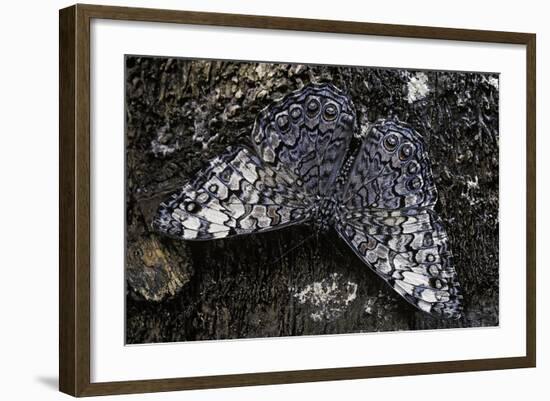 Hamadryas Februa (Gray Cracker Butterfly, Ferentina Calico)-Paul Starosta-Framed Photographic Print