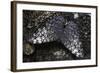 Hamadryas Februa (Gray Cracker Butterfly, Ferentina Calico)-Paul Starosta-Framed Photographic Print