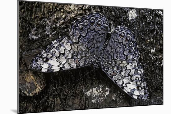 Hamadryas Februa (Gray Cracker Butterfly, Ferentina Calico)-Paul Starosta-Mounted Photographic Print