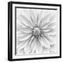 Hamari gold in monochrome-Lotte Gronkjar-Framed Photographic Print