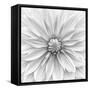 Hamari gold in monochrome-Lotte Gronkjar-Framed Stretched Canvas