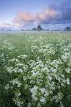 Wildflower Meadow at Dawn, Nemunas Delta, Lithuania, June 2009-Hamblin-Photographic Print