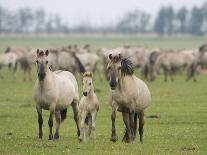 Konik Horse Silhouetted and Backlit at Sunset, Oostvaardersplassen, Netherlands, June 2009-Hamblin-Photographic Print