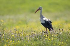 Great White Egret (Ardea Alba) in Flight, Oostvaardersplassen, Netherlands, June 2009-Hamblin-Photographic Print