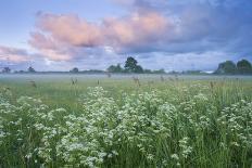 Cow Parsely (Anthriscus Sylvestris) in Meadow at Dawn, Nemunas Regional Reserve, Lithuania, June-Hamblin-Photographic Print