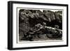 Hamburg Eimsbüttel Stellingen, Hagenbecks Tierpark, Offene Löwenschlucht-null-Framed Giclee Print