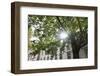 Hamburg, Palmaille, Maple Tree, the Sun-Catharina Lux-Framed Photographic Print