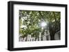 Hamburg, Palmaille, Maple Tree, the Sun-Catharina Lux-Framed Photographic Print