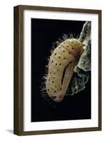 Hamearis Lucina (Duke of Burgundy Fritillary) - Hairy Chrysalis-Paul Starosta-Framed Photographic Print