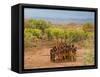 Hamer Dancers, Omo Valley, Ethiopia-Peter Adams-Framed Stretched Canvas