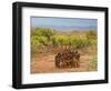 Hamer Dancers, Omo Valley, Ethiopia-Peter Adams-Framed Photographic Print