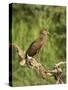 Hamerkop, Masai Mara National Reserve, Kenya, East Africa, Africa-James Hager-Stretched Canvas