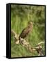 Hamerkop, Masai Mara National Reserve, Kenya, East Africa, Africa-James Hager-Framed Stretched Canvas