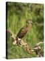 Hamerkop, Masai Mara National Reserve, Kenya, East Africa, Africa-James Hager-Stretched Canvas