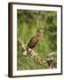 Hamerkop, Masai Mara National Reserve, Kenya, East Africa, Africa-James Hager-Framed Photographic Print