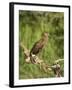 Hamerkop, Masai Mara National Reserve, Kenya, East Africa, Africa-James Hager-Framed Photographic Print