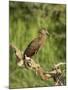 Hamerkop, Masai Mara National Reserve, Kenya, East Africa, Africa-James Hager-Mounted Photographic Print