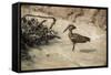 Hamerkop (Scopus Umbretta), South Luangwa National Park, Zambia, Africa-Janette Hill-Framed Stretched Canvas