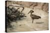 Hamerkop (Scopus Umbretta), South Luangwa National Park, Zambia, Africa-Janette Hill-Stretched Canvas