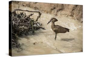 Hamerkop (Scopus Umbretta), South Luangwa National Park, Zambia, Africa-Janette Hill-Stretched Canvas