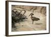 Hamerkop (Scopus Umbretta), South Luangwa National Park, Zambia, Africa-Janette Hill-Framed Photographic Print