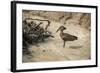 Hamerkop (Scopus Umbretta), South Luangwa National Park, Zambia, Africa-Janette Hill-Framed Photographic Print