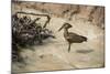 Hamerkop (Scopus Umbretta), South Luangwa National Park, Zambia, Africa-Janette Hill-Mounted Photographic Print