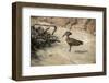 Hamerkop (Scopus Umbretta), South Luangwa National Park, Zambia, Africa-Janette Hill-Framed Photographic Print