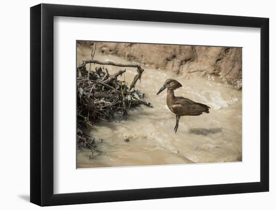 Hamerkop (Scopus Umbretta), South Luangwa National Park, Zambia, Africa-Janette Hill-Framed Photographic Print