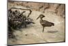 Hamerkop (Scopus Umbretta), South Luangwa National Park, Zambia, Africa-Janette Hill-Mounted Photographic Print