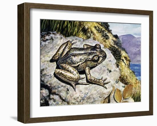 Hamilton's Frog (Leiopelma Hamiltoni), Leiopelmatidae-null-Framed Giclee Print