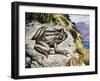 Hamilton's Frog (Leiopelma Hamiltoni), Leiopelmatidae-null-Framed Giclee Print