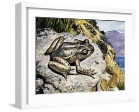 Hamilton's Frog (Leiopelma Hamiltoni), Leiopelmatidae-null-Framed Giclee Print